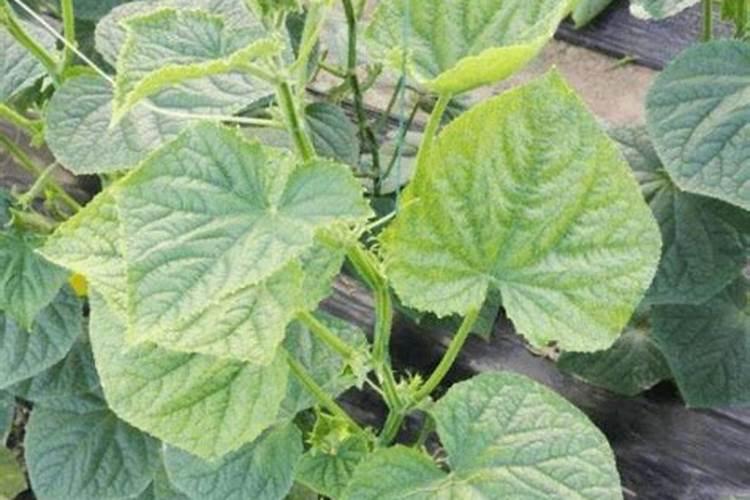 黄瓜追肥用什么肥料好？打什么叶面肥长的快？生根好的肥料？