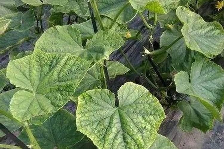 番茄,西瓜,黄瓜用什么肥料养根,生根壮苗主要用什么肥