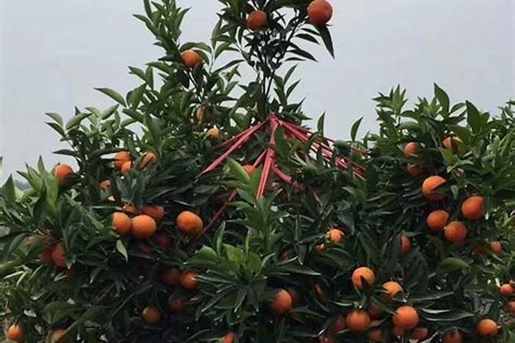 永兴冰糖橙,如何进行有效的增甜？