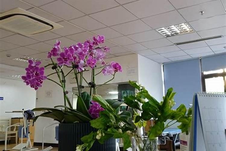 蝴蝶兰如何施肥