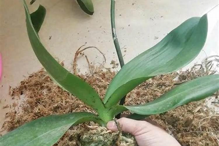 蝴蝶兰肥料怎么配？