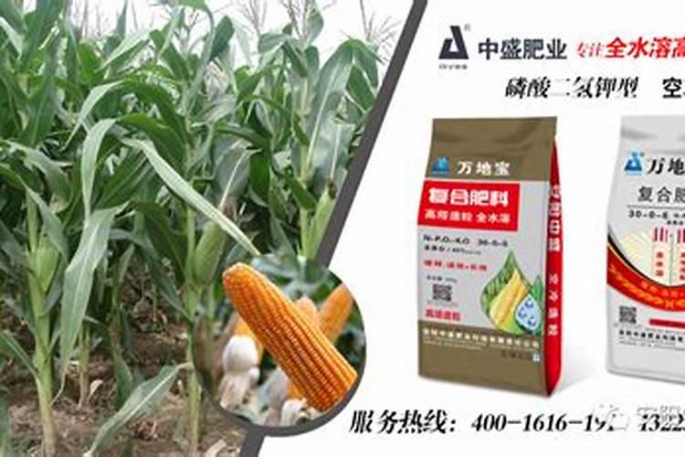 红薯什么病 用什么药