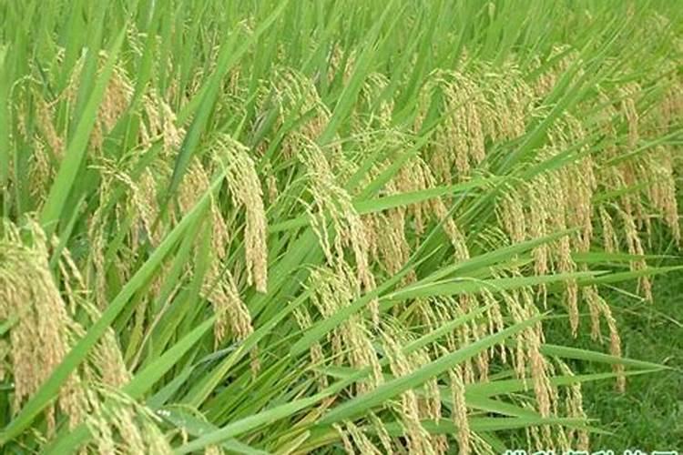 硅肥该怎样用在烟草种植上,底肥还是喷施。