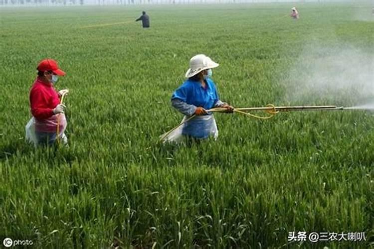 平安树黄叶的原因和处理办法