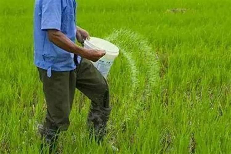 苹果用什么水溶肥好