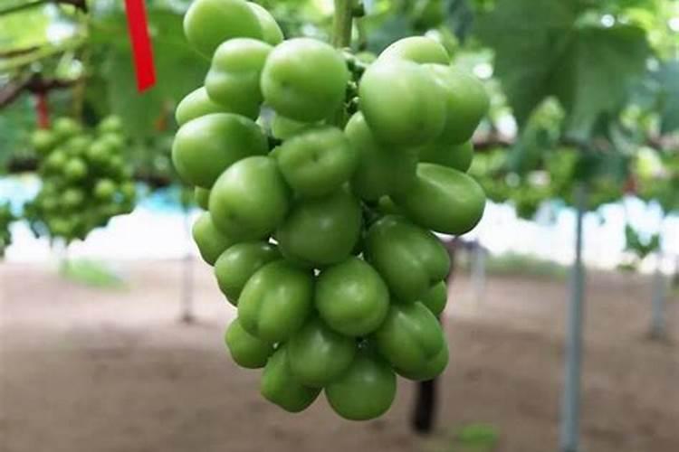 钱兜树养殖方法