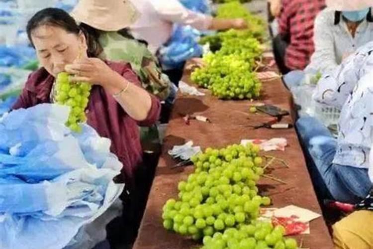 葡萄卖完上高氮肥还是平衡肥