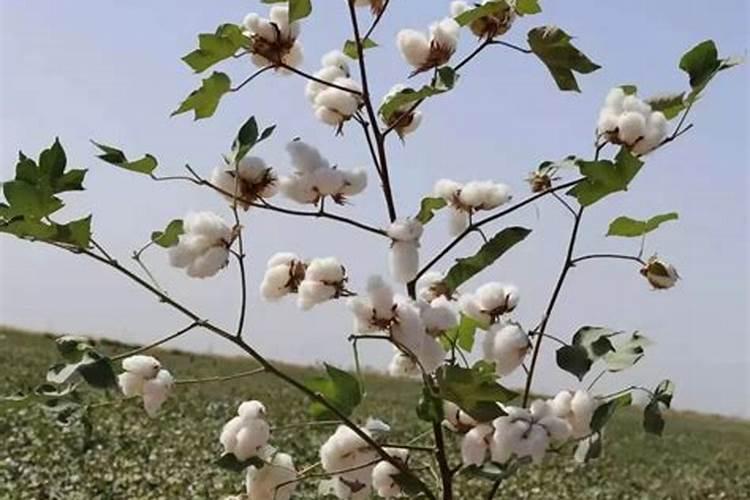 室内用土种蒜苗土里需要上肥料吗