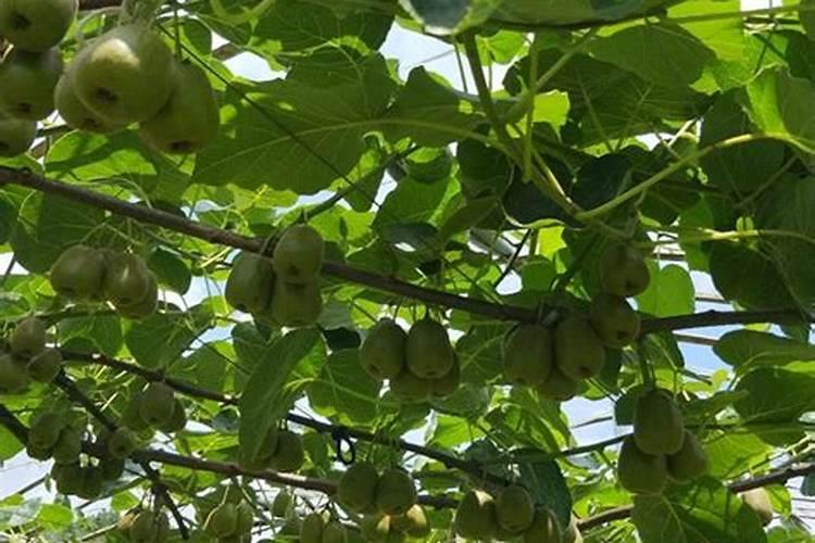 猕猴桃膨大期怎么施肥