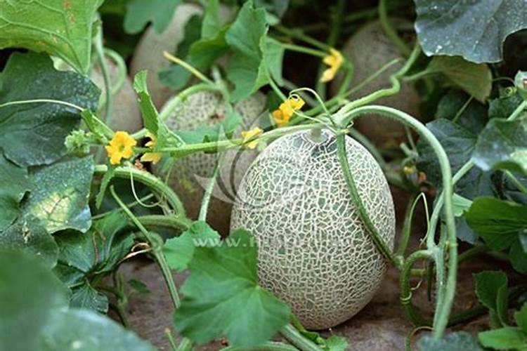 哈密瓜滴灌水溶肥后中午大太阳叶子发亮原因