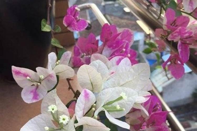 硅肥的施用方法？