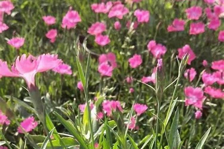 欧石竹的养殖方法和注意事项