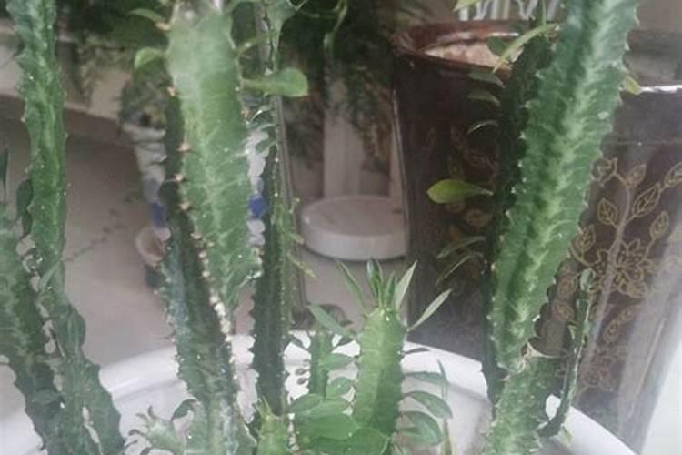 芙蓉花怎么施肥