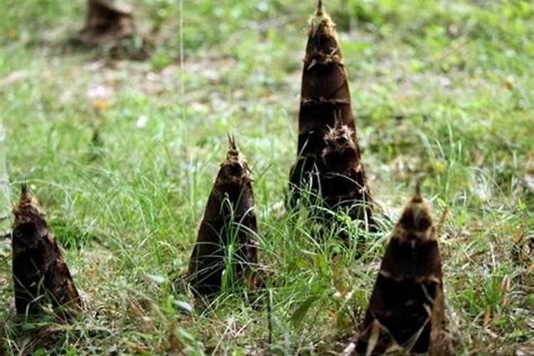 长得最快的植物是