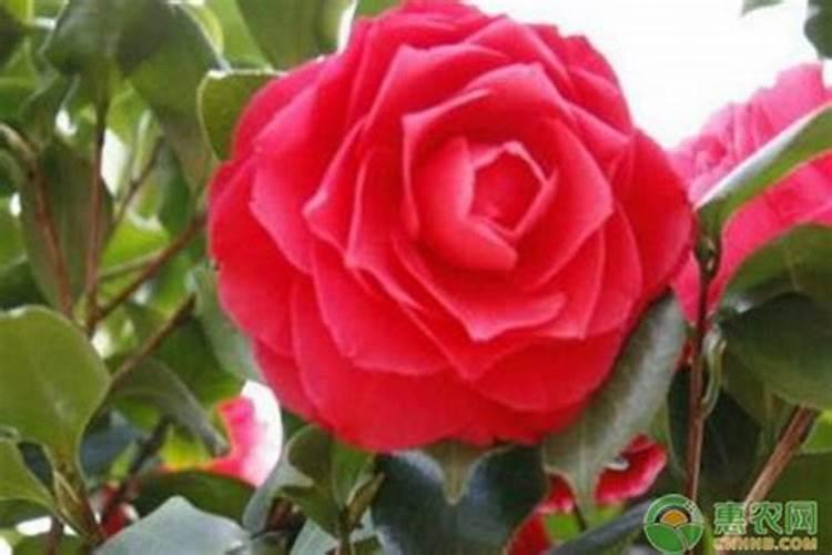 红肉蜜柚什么时候上市？红肉蜜柚为什么苦