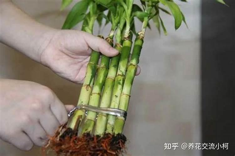富贵树怎么施肥,施什么肥