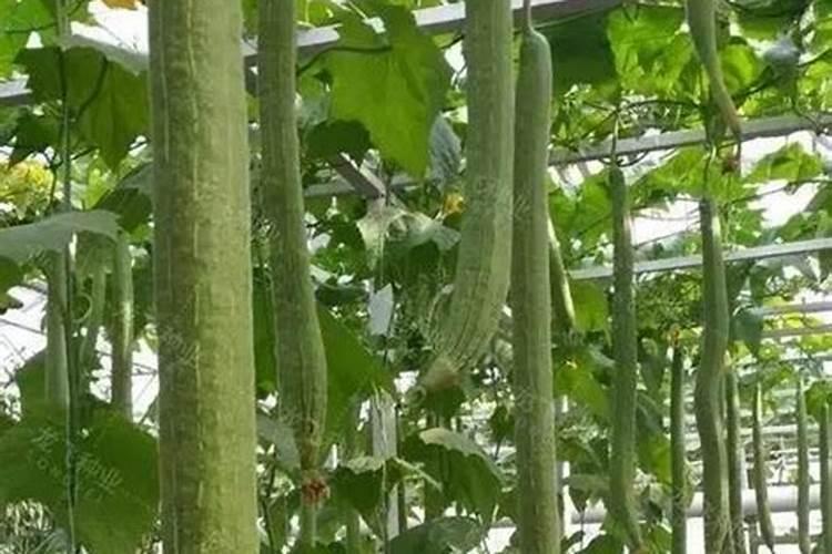 番茄秋冬季节怎么施肥 冬季西红柿施肥方法有哪些