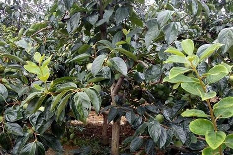 柿子树结柿子后用什么肥料膨果？