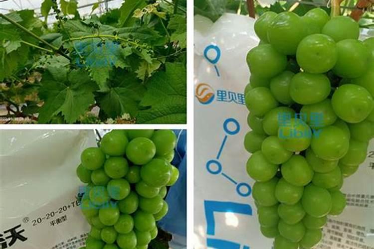 葡萄七月份追什么肥好