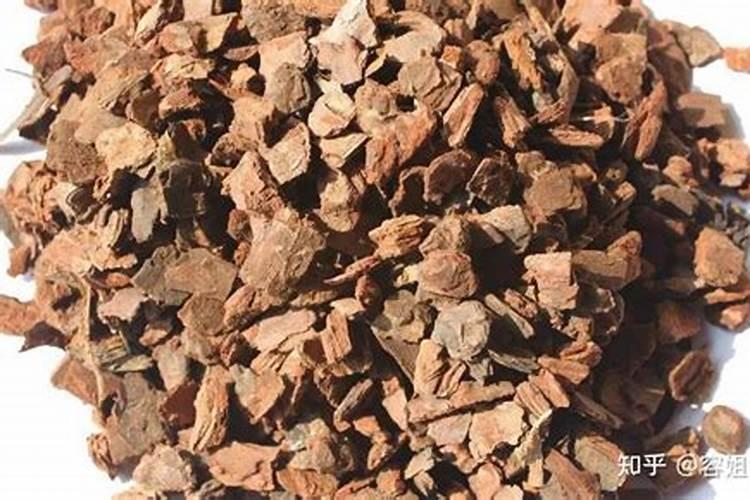 松树皮适合养什么花