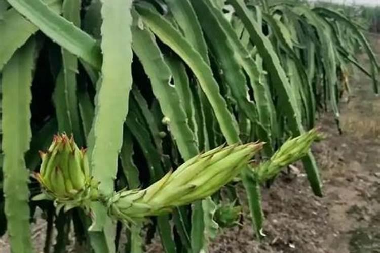 火龙果膨果期需要用什么肥料？火龙果膨大期追施用什么肥料？