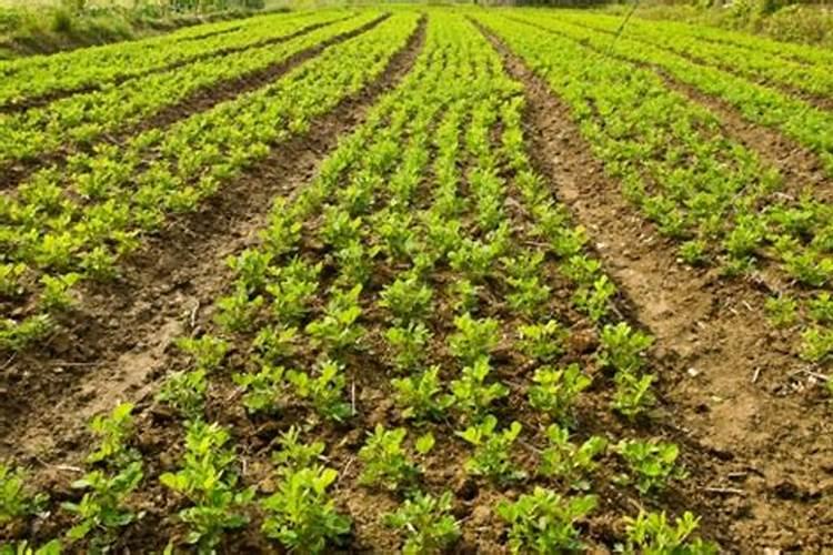 芒种后花生三不管!做好后,秋天吃不完