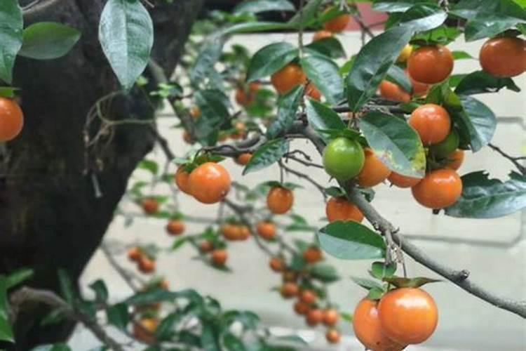 圣女果第一花序分化不好的原因及应对办法？