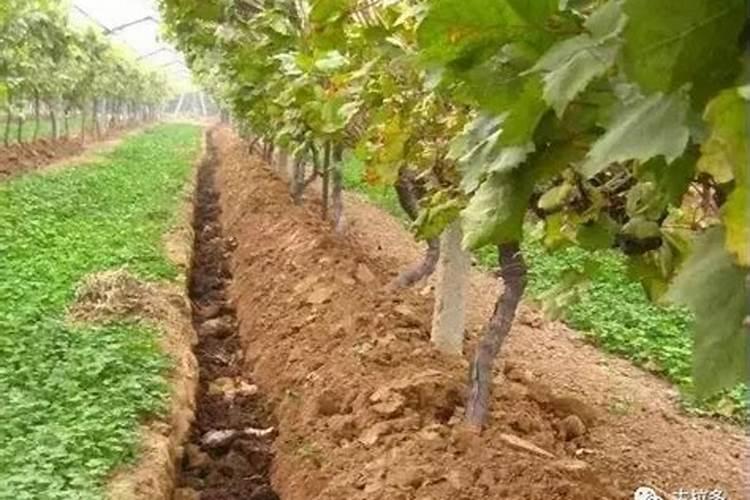 葡萄秋季施什么肥好