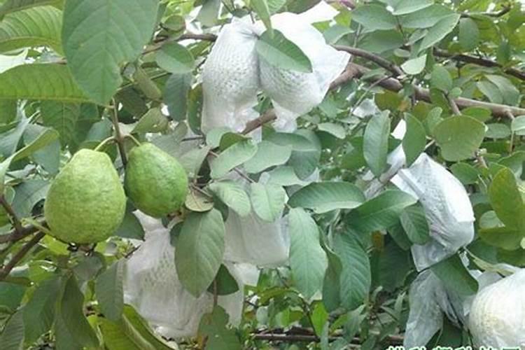 石榴挂果后施什么肥