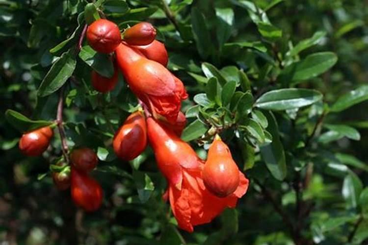 当石榴开始结果了还能够施肥不