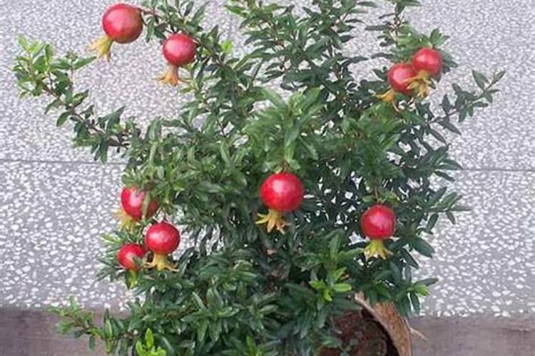 北方石榴结果后怎么管理