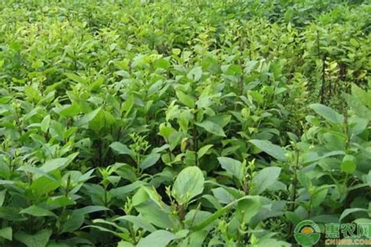玄参的功效与作用 玄参种植技术与栽培管理