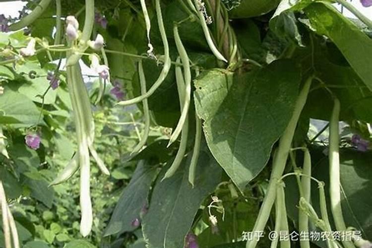 芸豆定植后一般打什么叶面肥