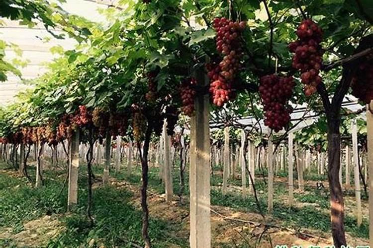 葡萄采收后用什么肥料