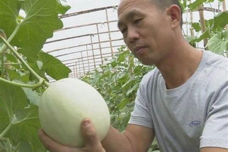 如何提高甜瓜产量
