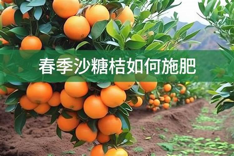 沙糖桔6月份施什么肥