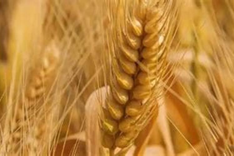 爱媛果子变黄怎么回事