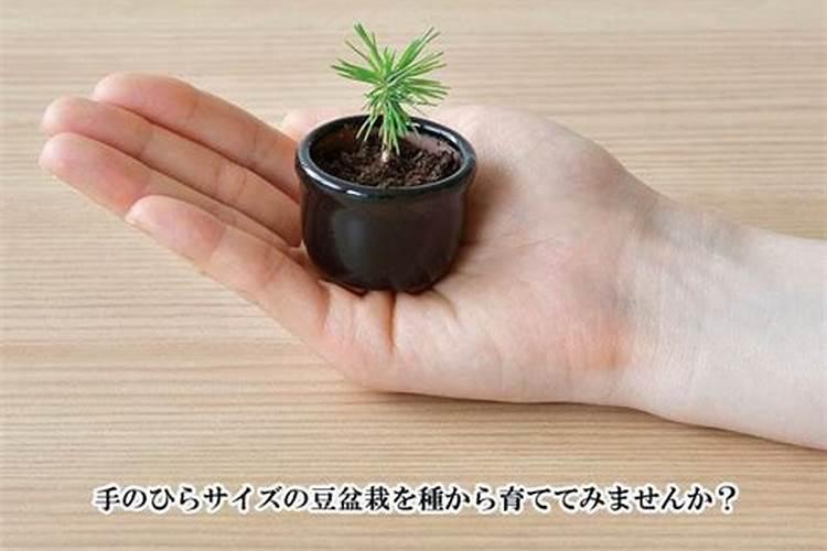 油松怎么移栽成活率高