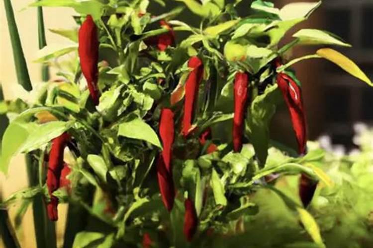 辣椒用什么叶面肥效果好？辣椒喷什么叶面肥结果多？