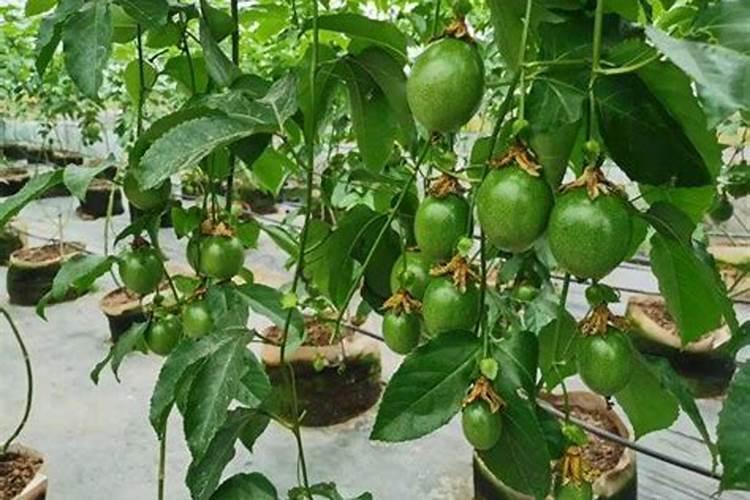 百香果枯萎怎么救活