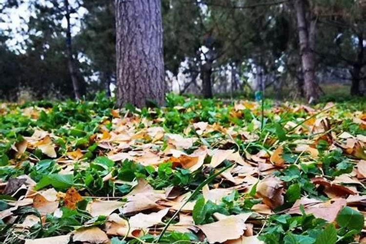 国槐叶子发黄且落叶是怎么回事 国槐叶子发黄且落叶是咋回事