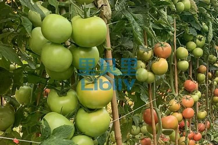 京山有哪些氺库