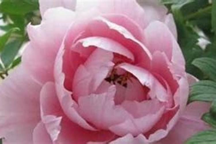 牡丹的追肥有哪几种办法？