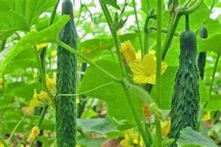 苹果树施什么肥好