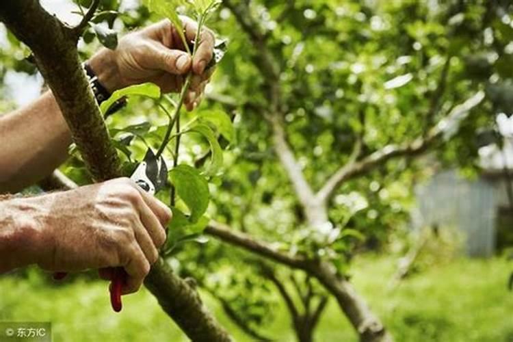 刚种下的果树苗多久才可以施肥