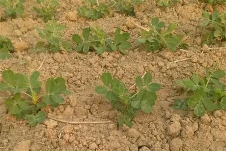 乙酸和乙酸乙酯互溶吗