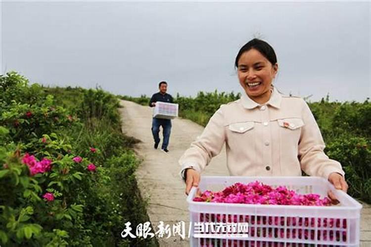 盆栽玫瑰花施肥施什么肥料