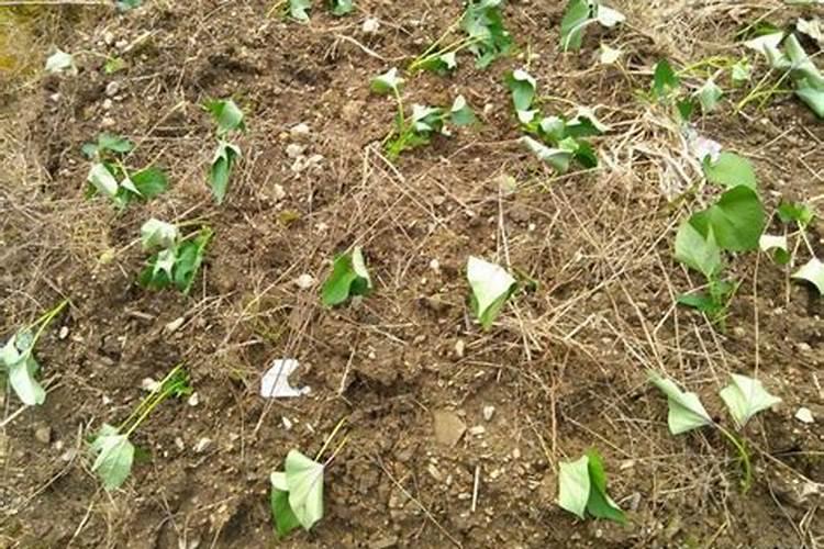 如何辨别香芋粉不粉 香芋粉不粉怎么看