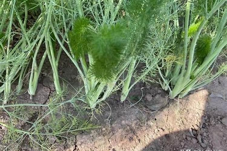 种菜用什么肥料好