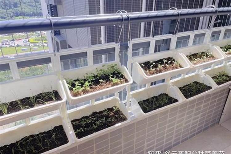 种菜用什么肥料最好